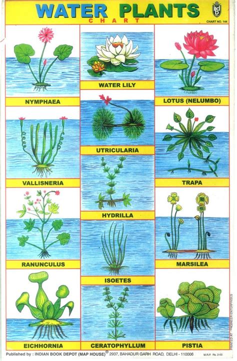 scientific name of plants and animals in hindi - vannuysjailinmatesearch