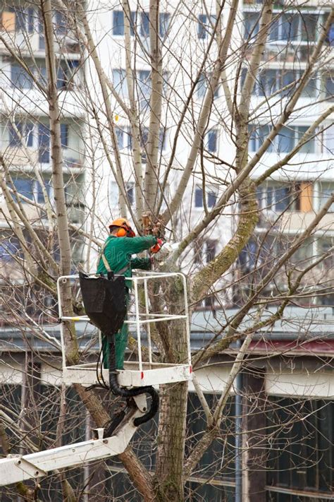 Pruning with chainsaw stock photo. Image of reduction - 35590438