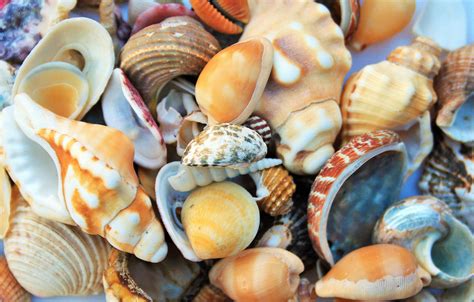 Collection Of Sea Shells Free Stock Photo - Public Domain Pictures