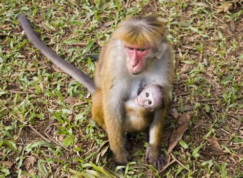 Monkey mom and baby stock photo. Image of malaysia, maternal - 13372192