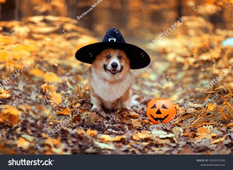 1,294 Corgi Halloween Images, Stock Photos & Vectors | Shutterstock