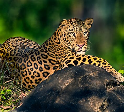 Bhadra Wildlife Sanctuary | Bandipur Tiger Reserve | Karnataka Tourism