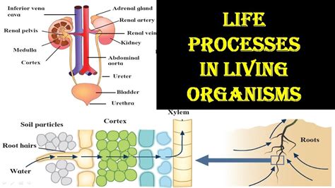 Life Processes in Living Organisms # std 9 # part 5 # lecture video ...