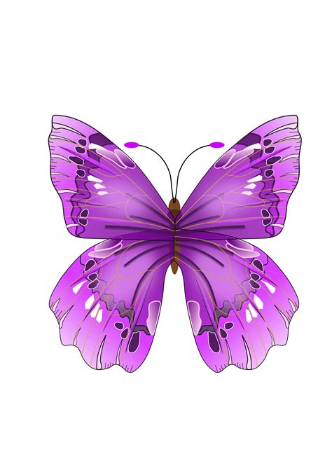 purple butterfly png clipart - Clipground