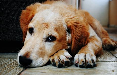 Is Your Dog In Pain? Here's How To Know For Sure