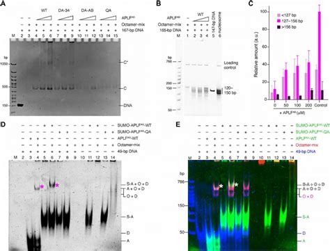 APLF AD chaperones the histone octamer to promote nucleosome assembly ...