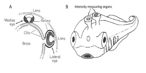 Median (Parietal) eye of some amphibians and reptiles | Evolution ...