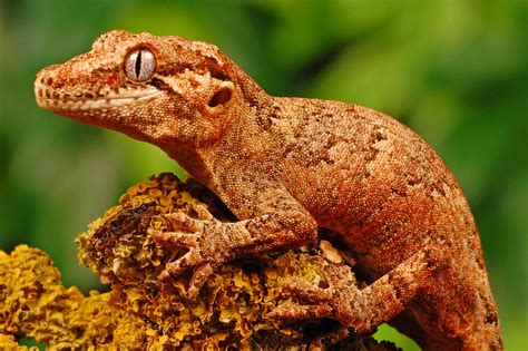 13 Rare and Endangered Types of Lizards