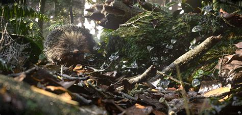 Mossy forest :: Behance