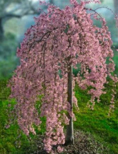 Weeping Flowering Cherry Tree Varieties : Flowering Cherry Trees: Grow ...