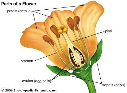 Sepal | Description, Flower, Characteristics, & Floral Organs | Britannica