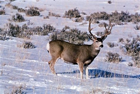 Mule deer | Behavior, Habitat & Diet | Britannica