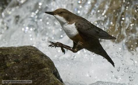 American Dipper ~ John Muirs favorite bird | Birds, Beautiful birds, Dipper