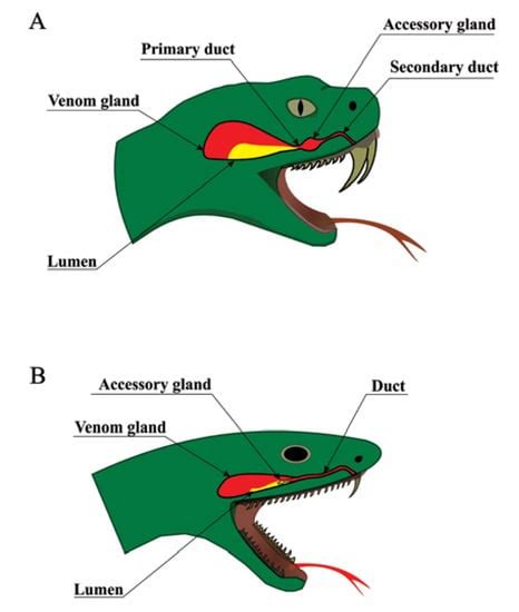 Venomous Snake Bites