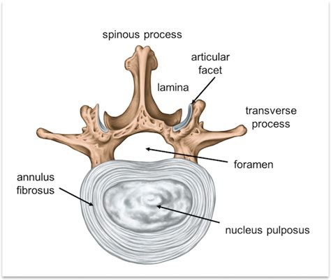 Spine anatomy