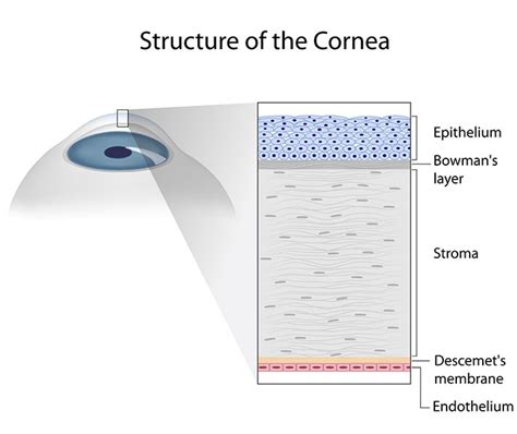 Cornea | Corneal Diseases & Disorders | Cornea Specialist