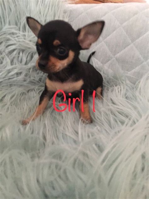 Chipin puppies | in Neath, Neath Port Talbot | Gumtree