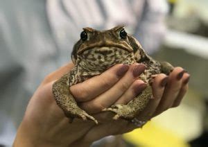 Toads and toxins: The genome of the invasive cane toad - GigaBlog