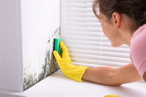 Things You Need to Know About Mold Cleaning