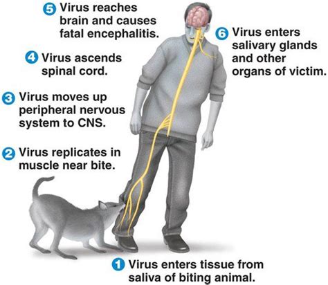 What Happens If A Dog Has Rabies And Bites You