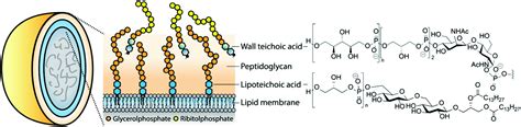 Teichoic acids: synthesis and applications - Chemical Society Reviews ...