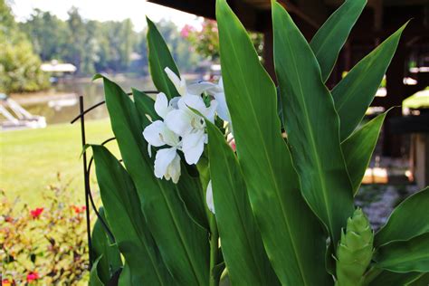 White Ginger Lily grown from bud | Plants, Growing, Lily