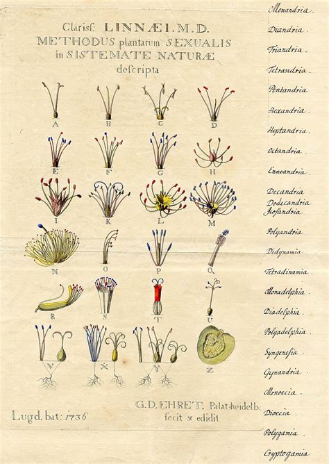 Plant Evolution and Taxonomy - BOTANICAL ART & ARTISTS