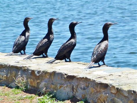 86 best Australian Water Birds images on Pinterest | Aqua, Ballerinas ...