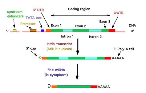 Image result for eukaryotic gene structure | Coding, Biology, Structures