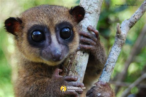 Impossibly cute tiny lemur species discovered in Madagascar that looks ...