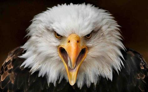 Eagle Eye Wallpapers - Wallpaper Cave