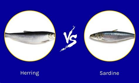 Herring vs. Sardine: How Are They Different? - A-Z Animals