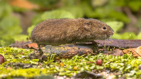 Voles Information | Trutech Wildlife Removal