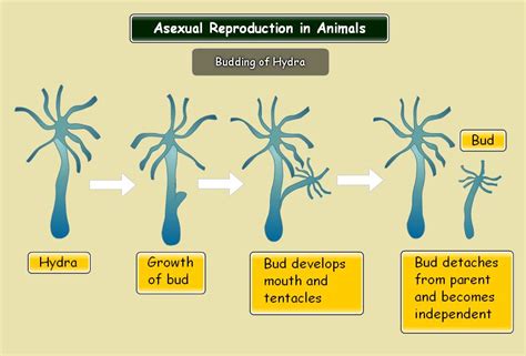 Asexual Reproduction - Mr. Duncan's Science Classes