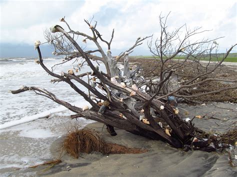 Shell sculpture at Botany Bay Beach Edisto Island, Botany Bay, Beach ...