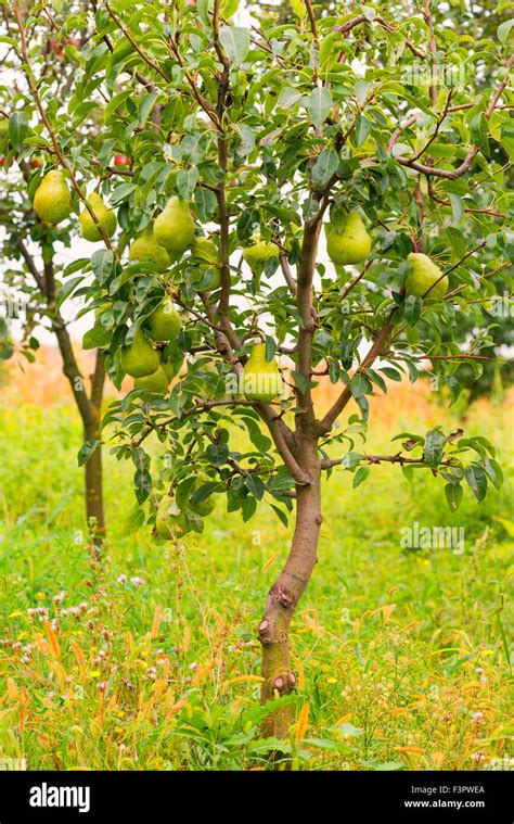 Small pear tree filled with fruit Stock Photo - Alamy