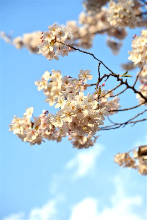 cherry blossoms photo by Hiroyuki Oyama | Symmetry photography, Blossom ...