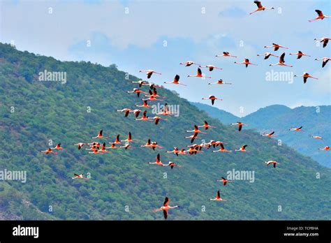 Flamingos, pictured in Boglia, lake bogoria Stock Photo - Alamy