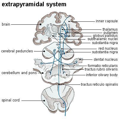 Pyramidal vs Extrapyramidal | extrapyramidal system in anatomy the ...