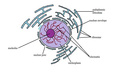 Nucleus - Definition, Structure & Function, Cellular vs Atomic Nuclei ...