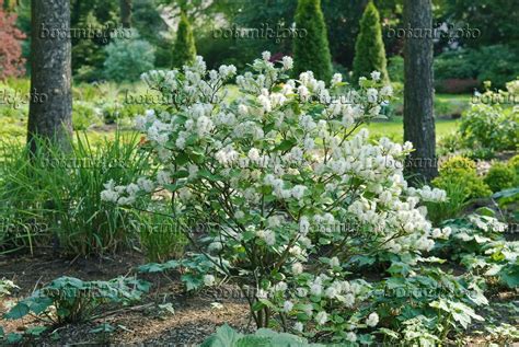 Image Dwarf fothergilla (Fothergilla gardenii) - 502202 - Images and ...