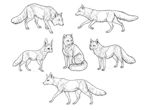 How to Draw Foxes of All Shapes and Sizes | Animal sketches, Animal ...