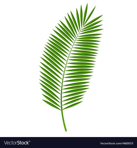 Palm leaf Royalty Free Vector Image - VectorStock