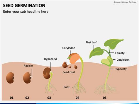 Seed Germination Diagram For Kids