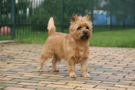 Cairn Terrier - All About Dogs | Orvis