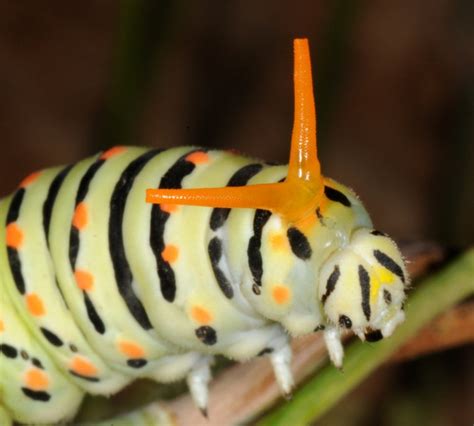 European Lepidoptera and their ecology: Papilio machaon