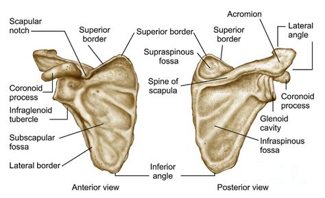 humerus