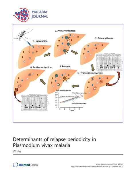 [PDF] Determinants of relapse periodicity in Plasmodium vivax malaria