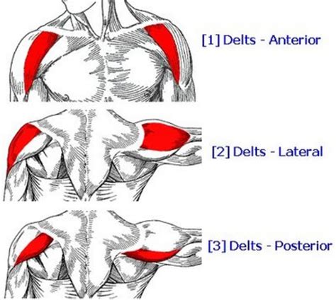 A Review of P90X: Shoulders and Arms | CalorieBee