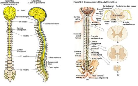 Spinal Cord | Spinal cord, Spinal, Anatomy organs